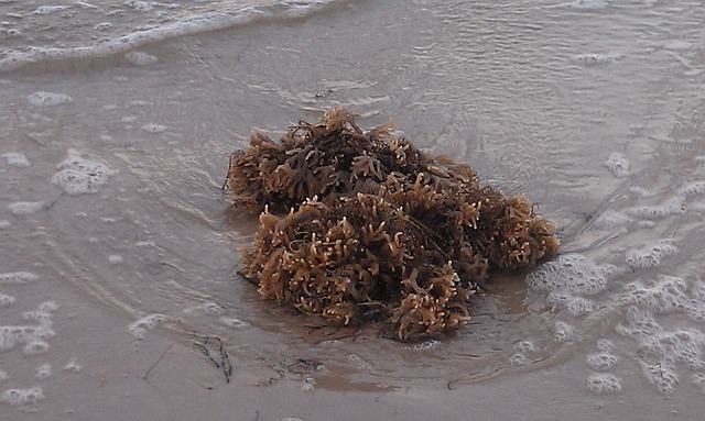 seaweed